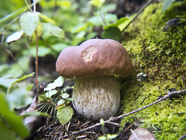 istock Beautiful mushroom in the forest 614967916
