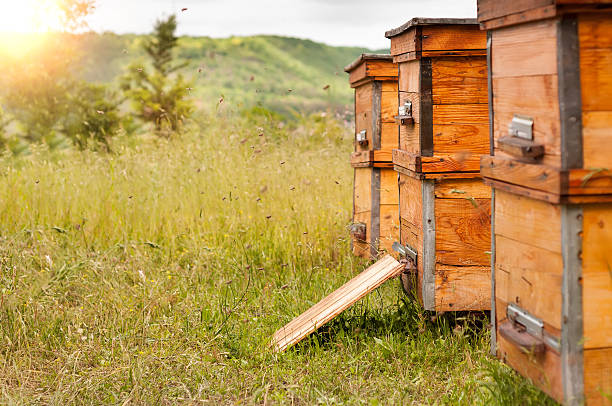 istock Hives of bees in the apiary 614968574
