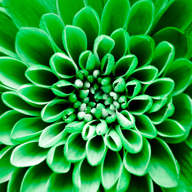 istock Macro of green flower background 614968588