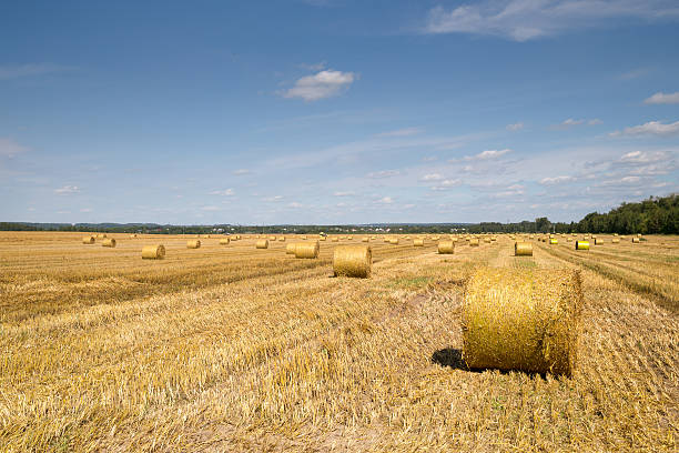 istock Beautiful landscape with straw bales 614969006