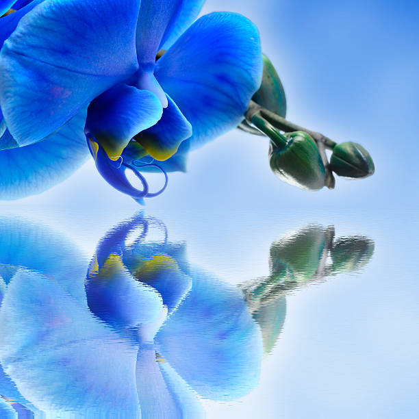 Blue flower orchid reflecting on water for zen floral background