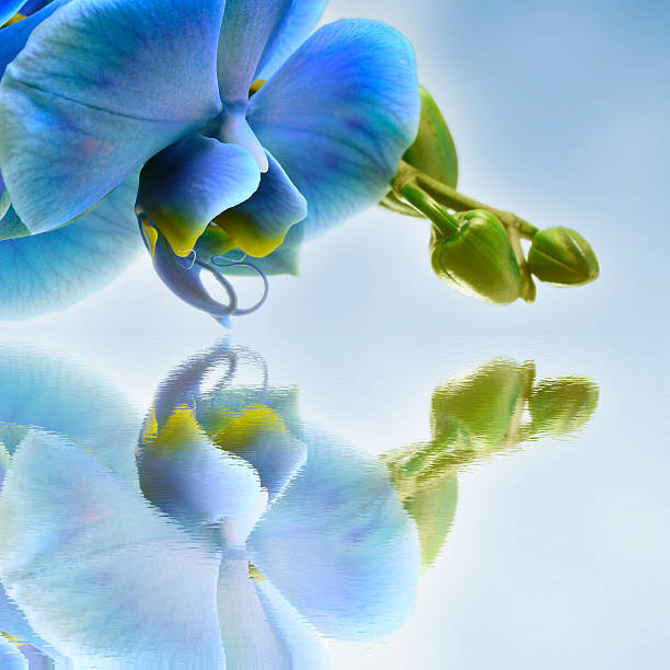 Blue flower orchid reflecting on water for zen floral background