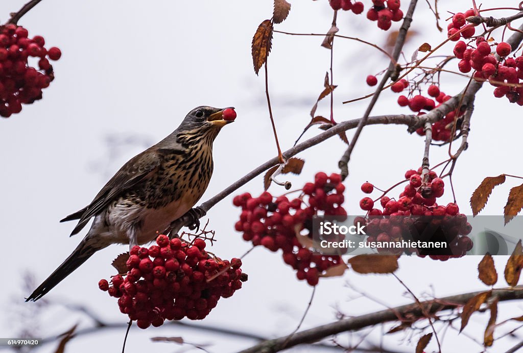 Fieldfare on a rowan tree Fieldfare on a rowan tree red berry in a beak Animal Stock Photo