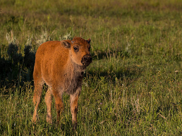 istock Bison calf in the Lamar Valley, Yellowstone National Park 614970444