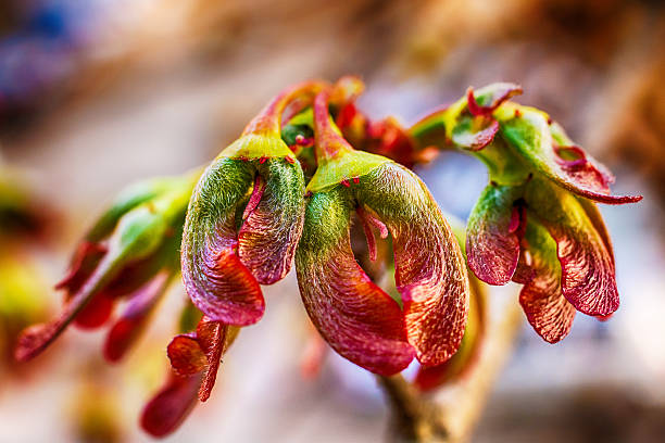 acero semi - maple keys seed maple tree red foto e immagini stock