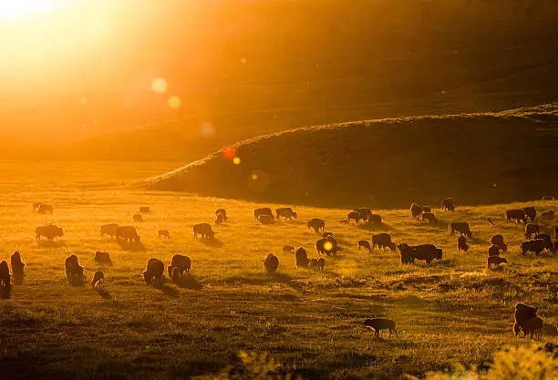 Photo of Bison in the sunset in the Lamar Valley, Yellowstone National Park