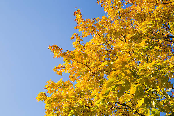 lindas folhas amarelas de bordo de outono nos galhos das árvores. fundo. - maple tree autumn textured leaf - fotografias e filmes do acervo