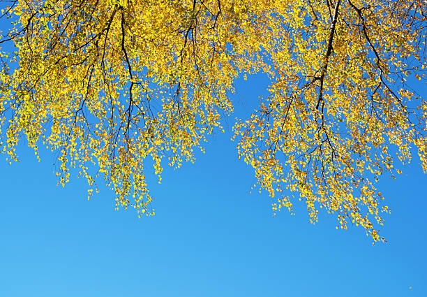 birch branches with yellow leaves with blue sky background. space for text