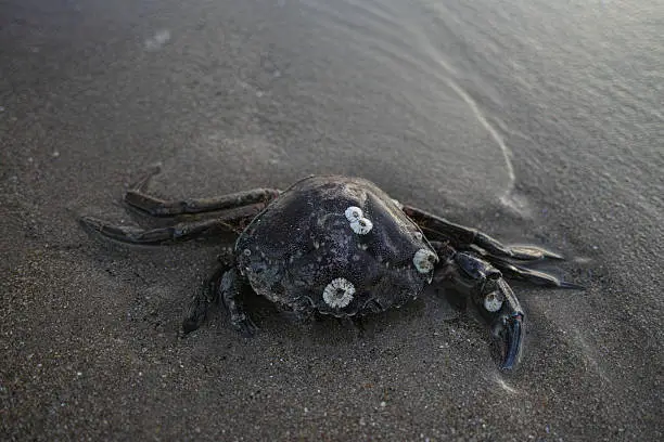 Black Crab on beach, washed up after a storm