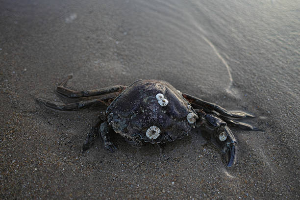 czarny crab - barnacle zdjęcia i obrazy z banku zdjęć