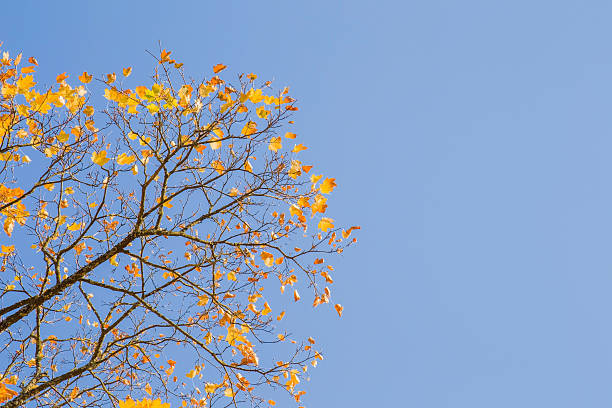 lindas folhas amarelas de bordo de outono nos galhos das árvores. fundo. - maple tree autumn textured leaf - fotografias e filmes do acervo
