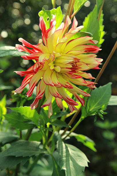 istock Sunlit yellow with red dahlia in green leaves 614972848