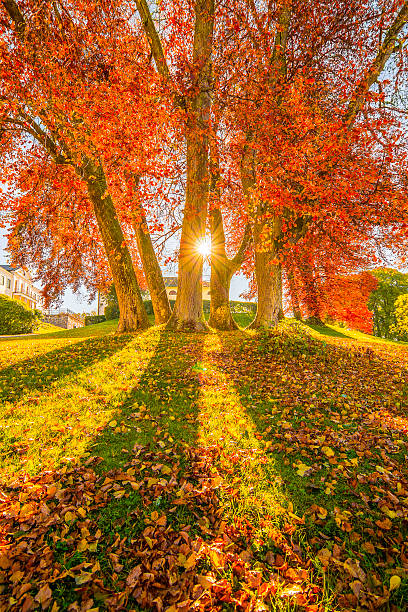 istock Beautiful autumn morning 614973198