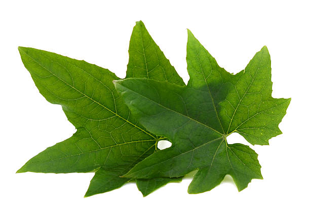 istock Green cucumber leaves on white 614974928