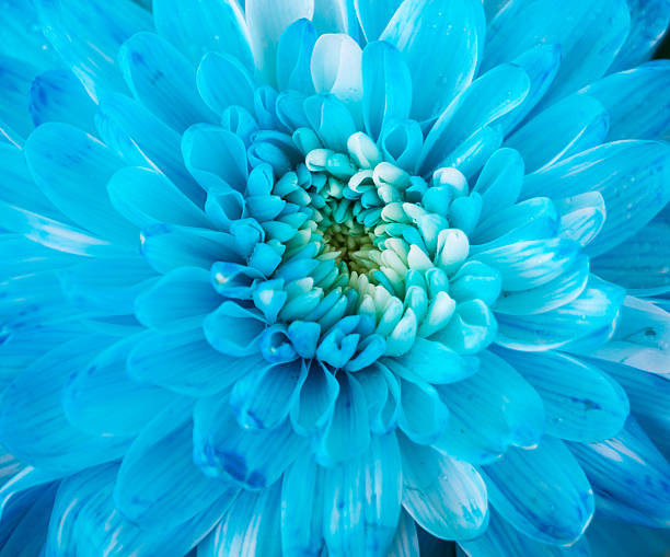 istock Close up of blue flower aster details 614976912