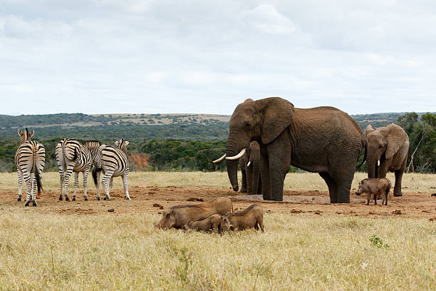 istock The Big Boss The African Bush Elephant 614979414