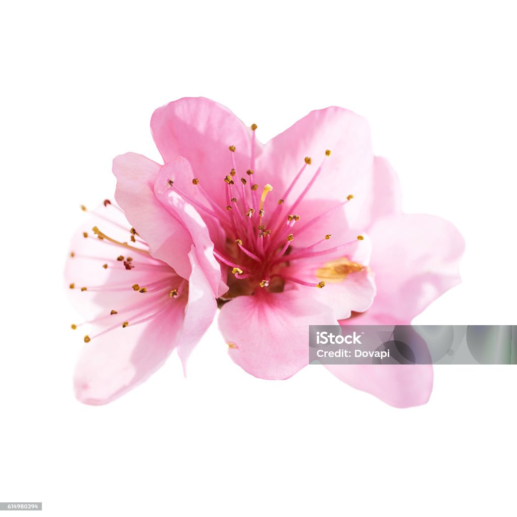 Mandelrosa Blüten isoliert auf weiß - Lizenzfrei Blume Stock-Foto