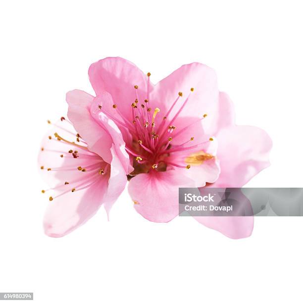 Almond Pink Flowers Isolated On White Stock Photo - Download Image Now - Flower, Almond Tree, Cherry Blossom