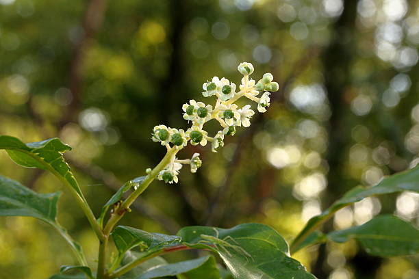 flores de pokeweed branco - poke weed - fotografias e filmes do acervo