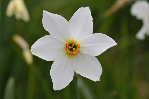 Narcissus, Daffodil, Narcissus poeticus