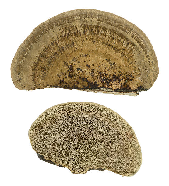 istock Thin walled maze polypore, Daedaleopsis confragosa isolated on white background 614983692