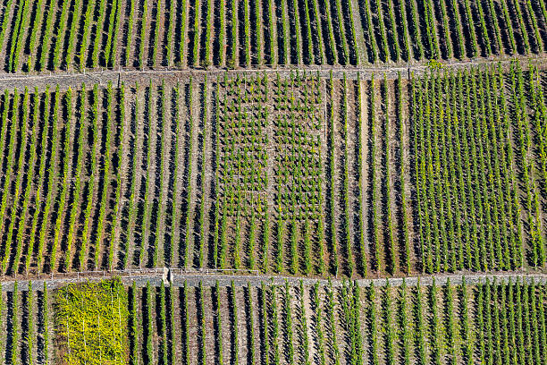 istock green vineyards at the river Mosel 614984438