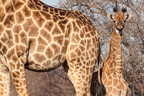 carino cucciolo di giraffa dietro sua madre - south african giraffe foto e immagini stock