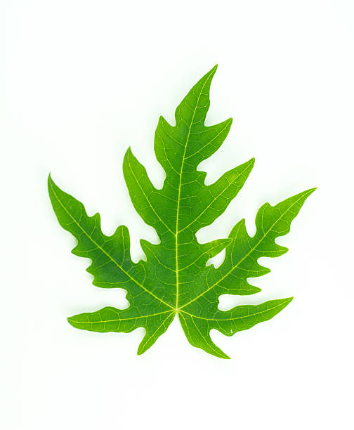 istock Papaya leaves color green. Isolated with a white background. 614988478