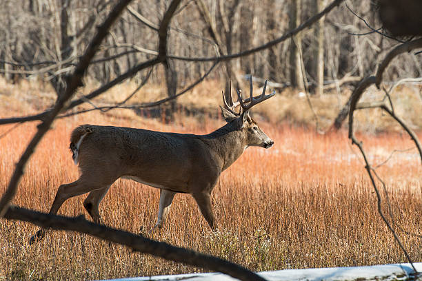 Whitetail Buck stock photo