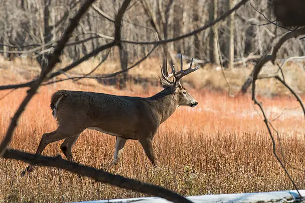 Photo of Whitetail Buck