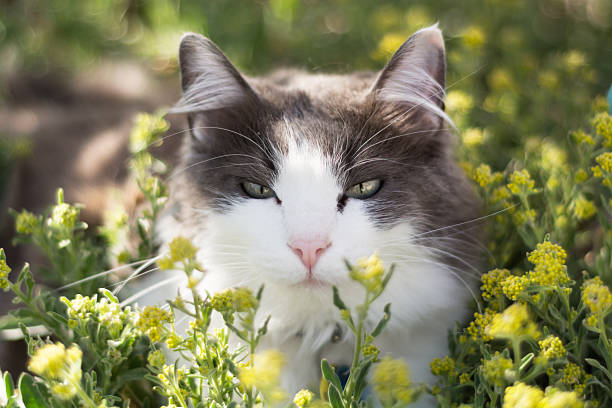 Cat with Green Background