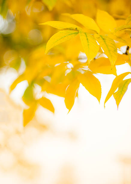 yellow leaves on branches of ash stock photo