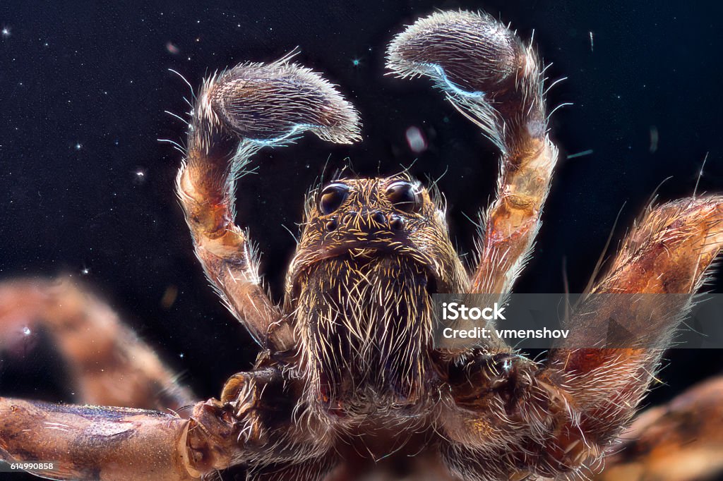 Wolf spider in space Extra-sharp shot of the male wolf jumping spider through a microscope Spider Stock Photo