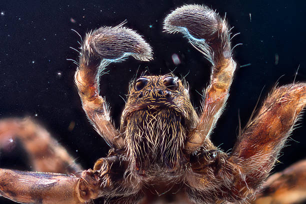 Wolf spider in space Extra-sharp shot of the male wolf jumping spider through a microscope macro wolf spider stock pictures, royalty-free photos & images