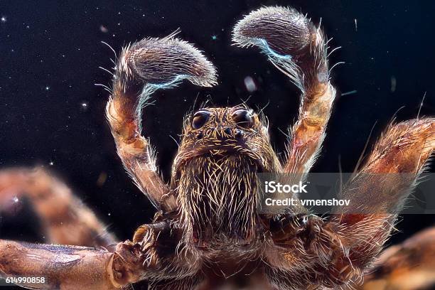 Wolf Spider In Space Stock Photo - Download Image Now - Spider, Close-up, Insect