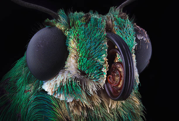 Portrait of green skipper butterfly from Dominicana through a microscope. Astraptes habana.