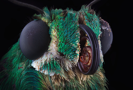 Portrait of green skipper butterfly from Dominicana through a microscope. Astraptes habana.