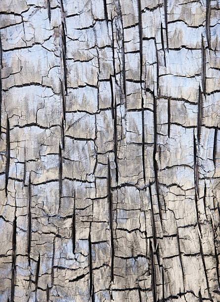 Charred Bark Burnt Dead Tree Pinion Pine Burnt Juniper tree bark and phloem surface creates an unusual natural pattern. juniper tree bark tree textured stock pictures, royalty-free photos & images