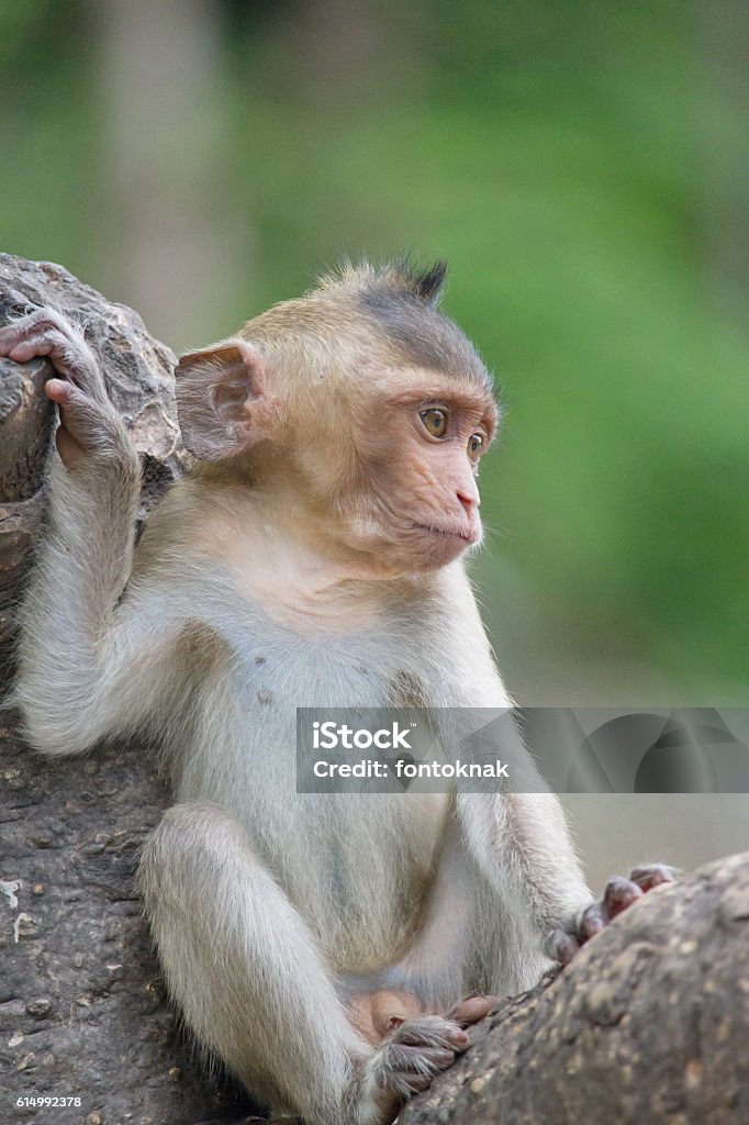 Foto de Macacos Fofos e mais fotos de stock de Animal selvagem - Animal  selvagem, Exterior, Floresta - iStock