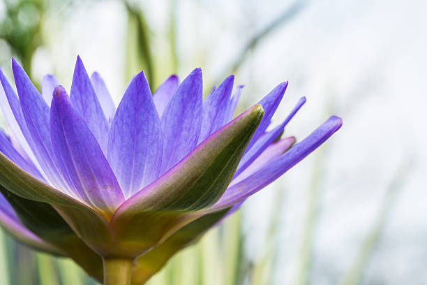 istock beautiful purple Water lily grows in the pond 614992540