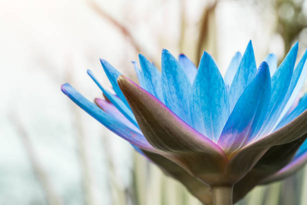 istock beautiful purple Water lily grows in the pond 614992658