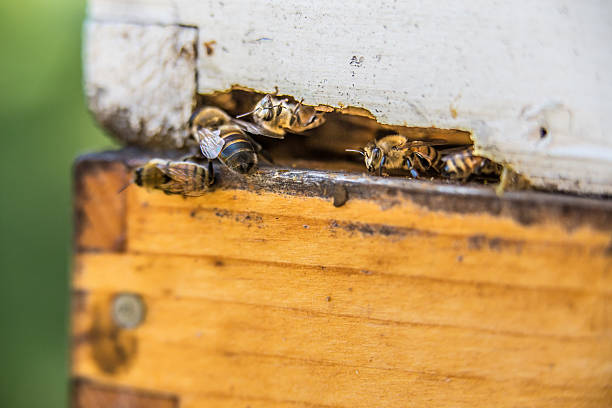 Crawling out Bees crawling out of hive thru hole dogger stock pictures, royalty-free photos & images