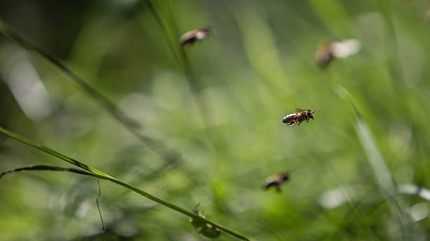 Incoming bees! Bees flying back to hive dogger stock pictures, royalty-free photos & images