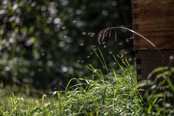 Even more bees Bees flying back to hive dogger stock pictures, royalty-free photos & images