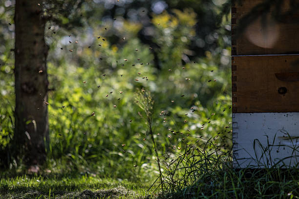 Bees are coming home Bees flying back to hive dogger stock pictures, royalty-free photos & images