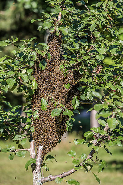 Swarm A swarm of bees on a apple tree dogger stock pictures, royalty-free photos & images