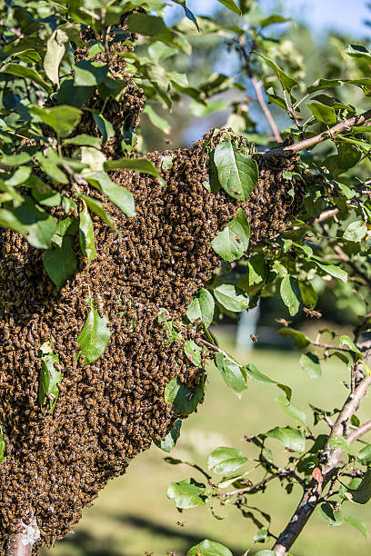 Swarm A swarm of bees dogger stock pictures, royalty-free photos & images