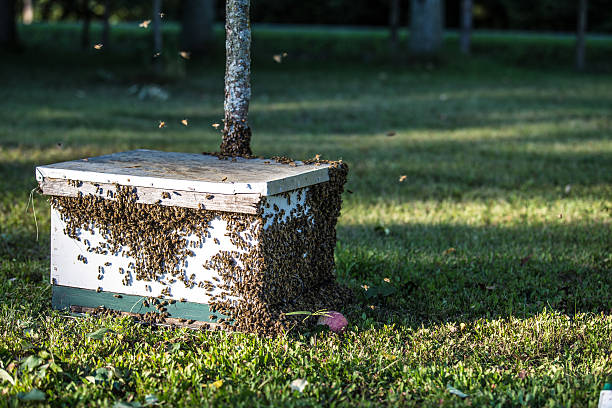 Swarm in a box A captured swarm goes back into a box to start a new hive with old queen dogger stock pictures, royalty-free photos & images