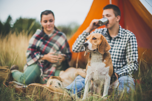 Happy dogs and their companions on a camping in forest