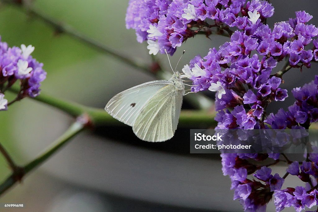 Cabbage White Butterfly Horizontal Stock Photo